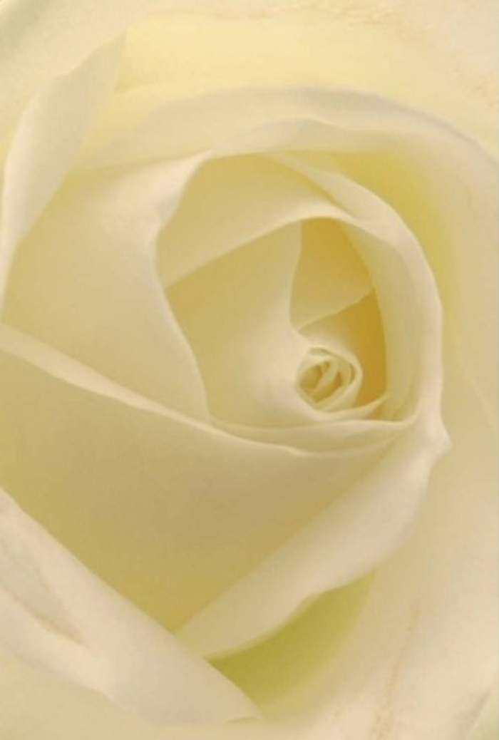 Draw close, and you'll discover the tranquil beauty of a classic white rose, its soft layers gently illuminated as though by filtered sunlight streaming through a Chingford window on a peaceful morning. The creamy whites and subtle hints of pale gold blend seamlessly, suggesting both sophistication and calm-qualities at the heart of every bouquet from Florist Chingford. Each petal unfurls with serene precision, echoing the bloom's innate purity and the careful craftsmanship of local florists. The spiraled centre appears almost luminous, resilient yet delicate-a fitting symbol for moments of honest apology, new beginnings, or timeless romance celebrated at Lakeside or along Kings Head Hill. Hints of fresh, clean fragrance linger imperceptibly, grounding the emotion of the image. Gentle shadows accentuate each layer's natural curves, elevating its beauty with a quiet, understated power. Perfect for elegant weddings, moments of remembrance, or simply lending a sense of grace to everyday spaces in Chingford, this rose speaks in whispers of thoughtful artistry and the enduring connection between local florists and their community.
